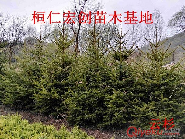 【遼寧云杉基地】【云杉樹價格】【東北云杉樹】【3-8米云杉樹】原始圖片2