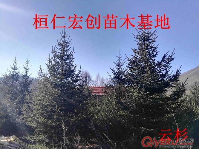 【遼寧云杉基地】【云杉樹價格】【東北云杉樹】【3-8米云杉樹】原始圖片3