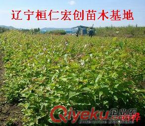 【遼寧云杉基地】【云杉樹價格】【東北云杉樹】【3-8米云杉樹】