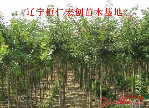 五角楓小苗&五角楓基地#五角楓截桿樹@五角楓樹價格原始圖片2