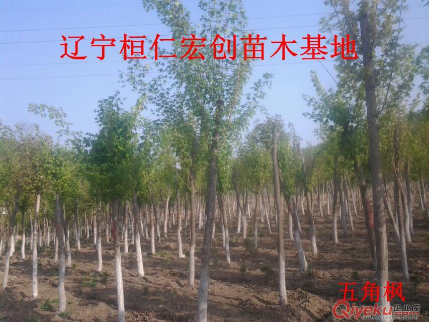 五角楓小苗&五角楓基地#五角楓截桿樹@五角楓樹價格原始圖片3