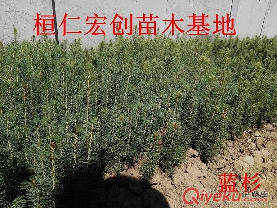 五角楓小苗&五角楓基地#五角楓截桿樹@五角楓樹價格