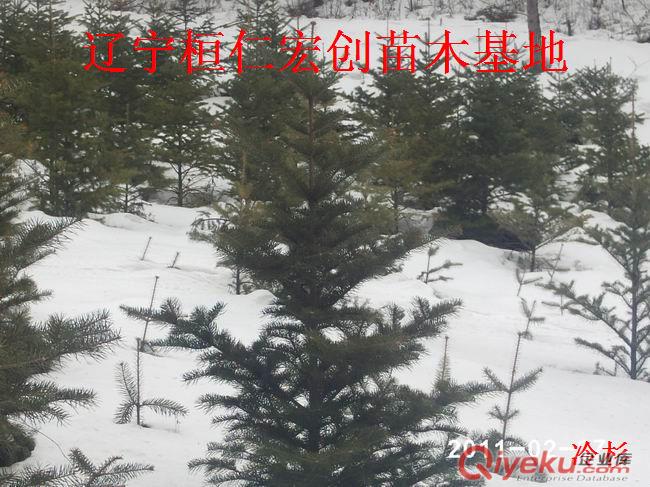 冷杉苗|冷杉樹|冷杉基地|遼東冷杉基地|杉松冷杉樹原始圖片2