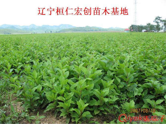 五味子苗一畝地栽植多少棵