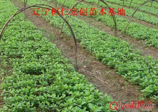 五味子苗|五味子樹苗|五味子苗價(jià)格|五味子小苗|五味子基地原始圖片2