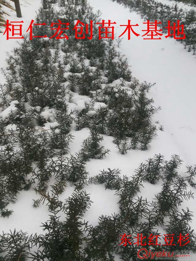 【五味子苗價(jià)格】【五味子樹苗】【五味子基地】