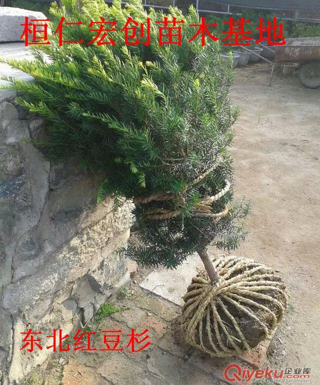 東北紅豆杉多少錢一棵|東北紅豆杉2-9年苗價(jià)格原始圖片3