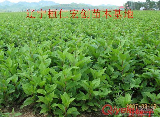 黑龍江五味子苗基地
