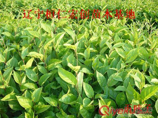 【五味子苗價(jià)格】【五味子樹苗】【五味子基地】原始圖片2