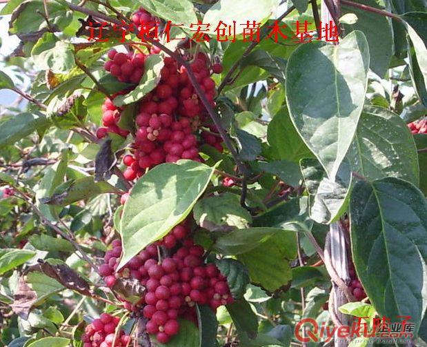 【五味子苗價(jià)格】【五味子樹苗】【五味子基地】原始圖片3