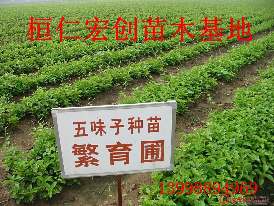 黑龍江五味子苗基地