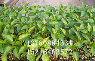 【大師范兒】優(yōu)質(zhì)辣椒種苗//圓椒育苗基地//蔬菜種苗哪家好【德瑞康】