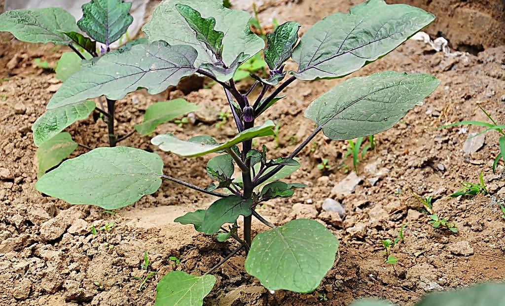 【精神十足跳~跳~跳】壽光蔬菜育苗基地||青州茄子種苗批發【德瑞康】