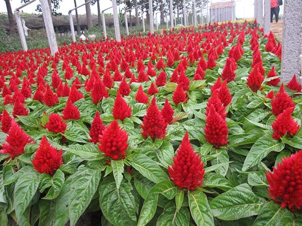 【點(diǎn)擊】宏偉【獲取】【紅色雞冠花】{批發(fā)價格}+{供應(yīng)商}+{批發(fā)商}