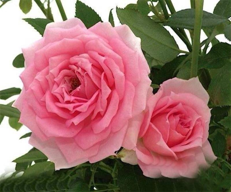 美不勝收！【雞冠花】【雞冠花價格】【雞冠花批發】=宏偉