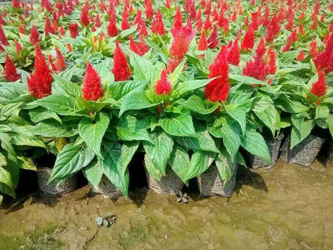 美不勝收！【雞冠花】【雞冠花價格】【雞冠花批發】=宏偉