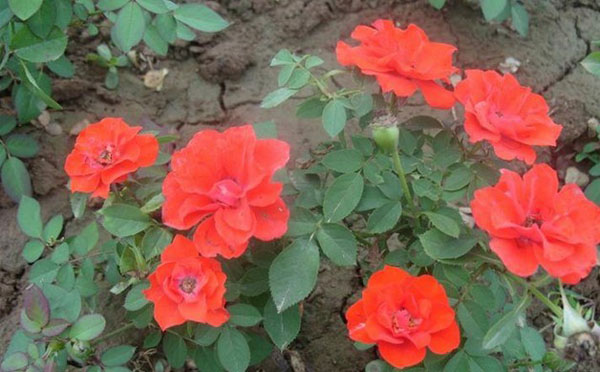 美不勝收！【雞冠花】【雞冠花價格】【雞冠花批發】=宏偉