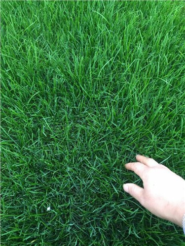生態草坪系統 生態草坪哪家好  震濤供