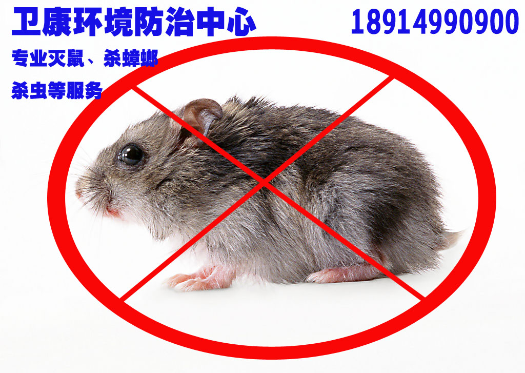 昆山專業(yè)滅鼠 太倉滅鼠 常熟滅鼠 18914990900原始圖片2