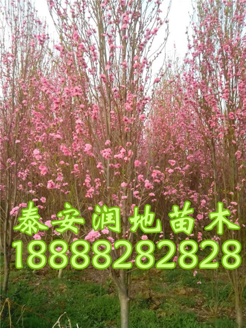 粉菊花碧桃市場價(jià)格