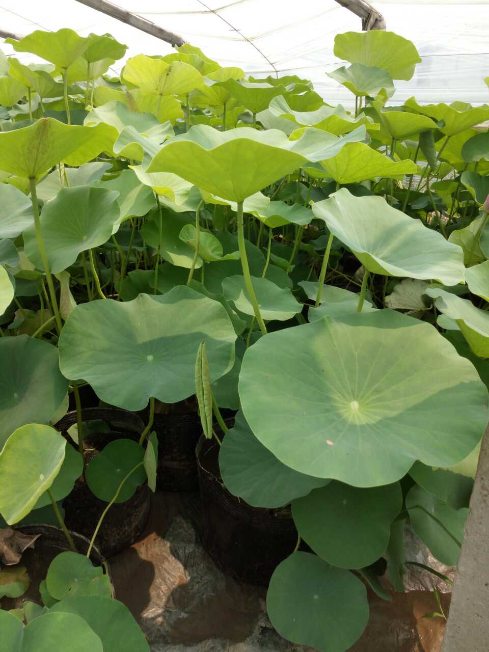 【薰衣草幼苗】【宿根花卉價格走勢】【荷花繁育基地】10086個贊