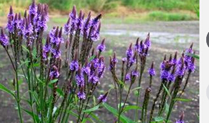 供應山東超值的柳葉馬鞭草——柳葉馬鞭草價格