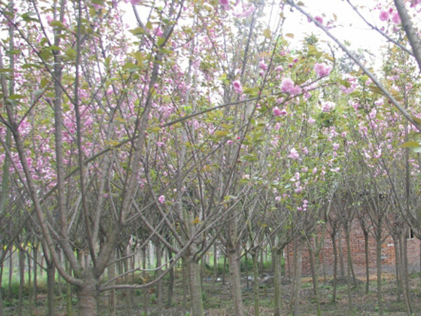 2米泰山華山松的培養養護【泰山華山基地】