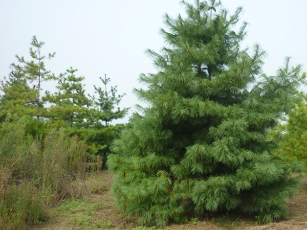 优质山东3-4米华山松哪里有【泰山华山基地】