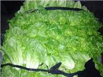 厚街膳食管理公司 知名的膳食管理公司是哪家