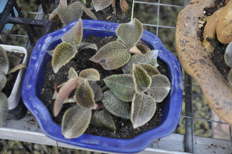 优惠的多肉植物青州市香山园林供应 多肉植物价格