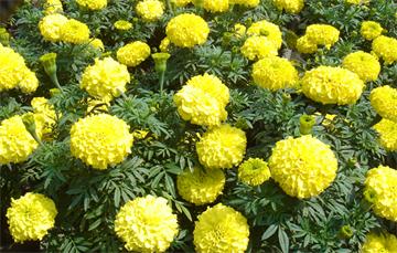 粉黛亂子草 花海粉黛亂子草 山東粉黛亂子草