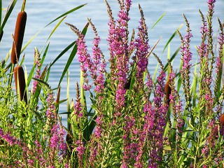 千屈菜供應(yīng) 千屈菜求購 千屈菜價(jià)格 水生植物批發(fā)