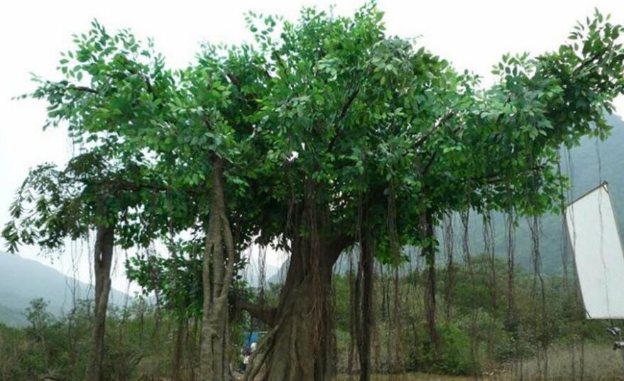 景觀榕樹基地批發，在質量好的景觀榕樹