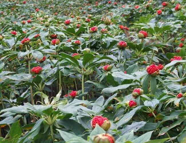 贵州金茂生物科技提供划算的贵州重楼 中国贵州重楼种植批发销售，贵阳金茂重楼