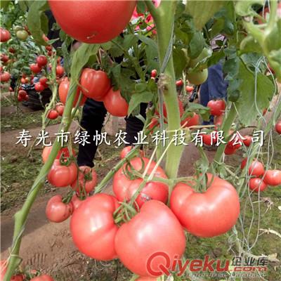 供應(yīng)原生料遮陽(yáng)網(wǎng) 黑色遮陽(yáng)網(wǎng) 防曬網(wǎng)