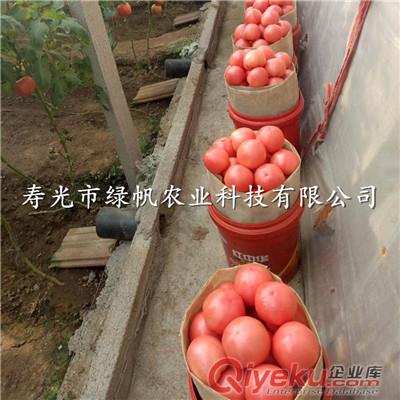 供應(yīng)西紅柿種苗 粉果西紅柿 硬粉大果 單果重300g原始圖片2
