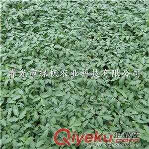 供應(yīng)西紅柿種苗 粉果西紅柿 硬粉大果 單果重300g原始圖片3