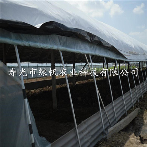 供應養殖棚專用膜 黑白膜 覆膜 蘑菇棚專用膜 防寒膜原始圖片3