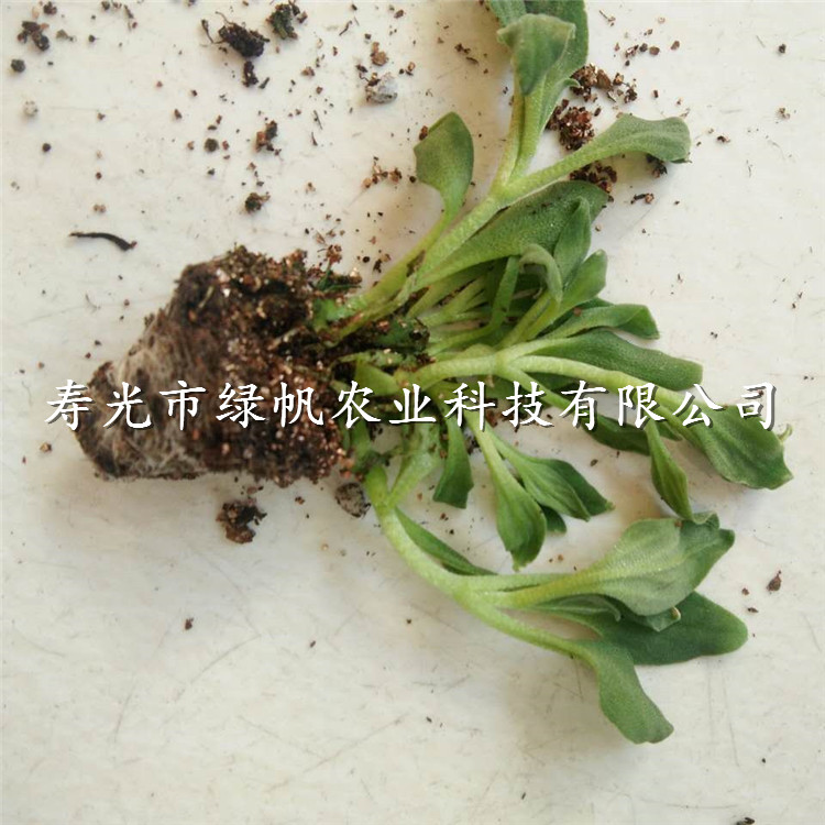 供應(yīng)非洲冰菜種子種苗 南非冰草種子種苗 水晶冰菜原始圖片3