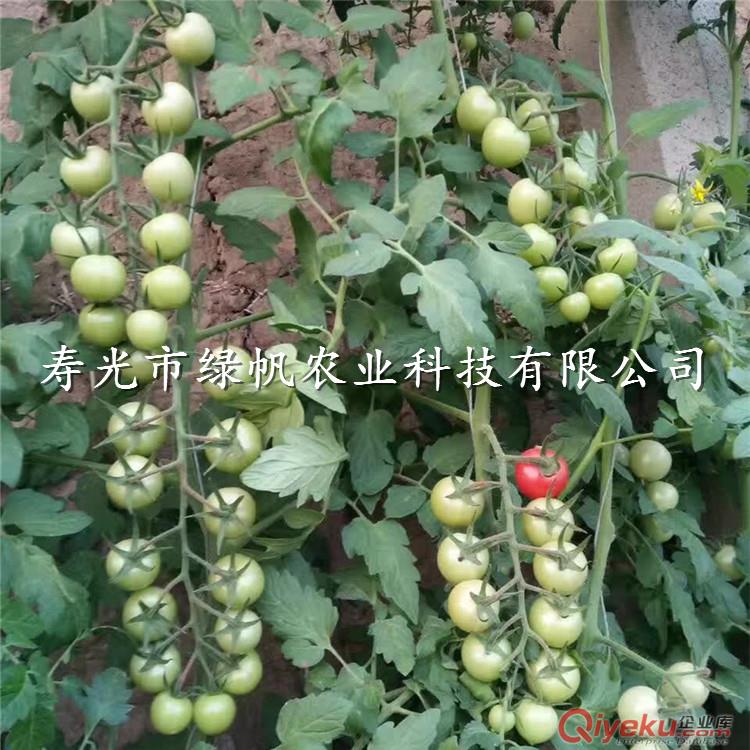 供應(yīng)千禧、粉貝貝小西紅柿種子種苗  圣女果 櫻桃番茄種子種苗 