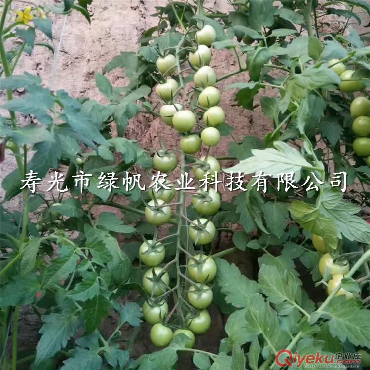 供應(yīng)千禧、粉貝貝小西紅柿種子種苗  圣女果 櫻桃番茄種子種苗 原始圖片2