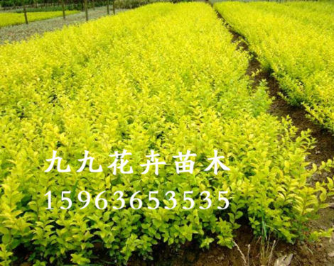 綠化苗木種植基地——濰坊綠化苗木批發(fā)價(jià)格