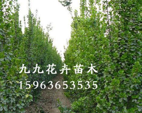 《度娘貌美如花》《山東綠化苗木價(jià)格》《青州綠化苗木價(jià)格》《青州綠化苗木供應(yīng)》