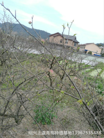 青梅哪里有買(mǎi)，哪里的青梅品質(zhì)好一點(diǎn)