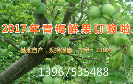 青梅哪里有買(mǎi)，哪里的青梅品質(zhì)好一點(diǎn)