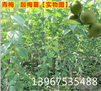 青梅苗;青梅樹;紅梅樹;青梅種子 