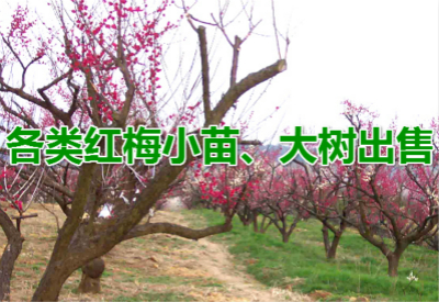 紅梅小苗價格2.00元/棵,紅梅小苗價格表