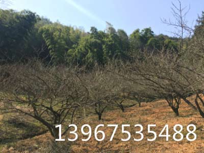 買青梅鮮果 酸梅果新貨出售 紹興上虞青梅種植基地