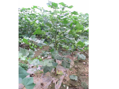 規(guī)格齊全的大豆種子   大豆種子價格優(yōu)惠