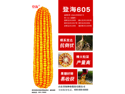 誠信經(jīng)營的米種子基地_河北米種子